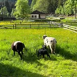 Apartman Schmalzgrube *